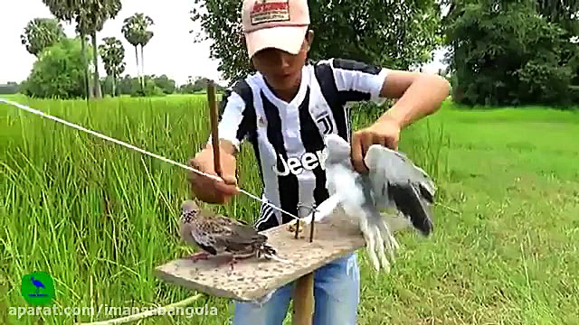 شکار عقاب با تله ساده و جالب چالش موزیکال