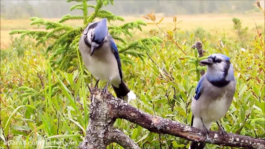 How To Tell Male And Female Blue Jays Apart Is It Even Possible?