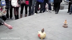 پرنده ای که فرق سکه با ارزش و...