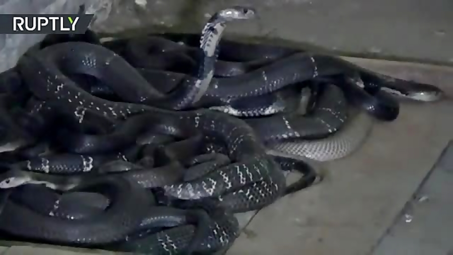 این زن در مزرعه اش از صدها مار...