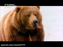 مستند در جستجوی قوی ترین خرس...
