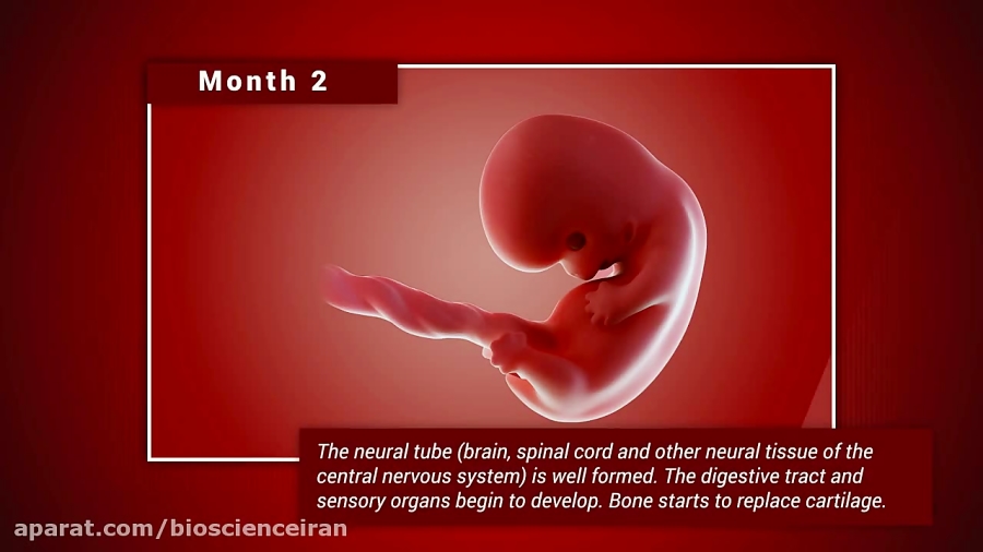 Fetal development month by month: Stages of Baby Growth in the Womb