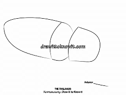 The Thalamus - Draw it to Know it - Neuroanatomy Tutorial 