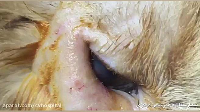 جراحی اصلاح برگشتگی پلک به داخل چشم در یک گربه بیماری منیر