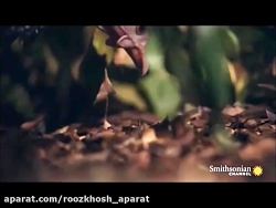 حمله مخوف افعی گابون به پرنده...