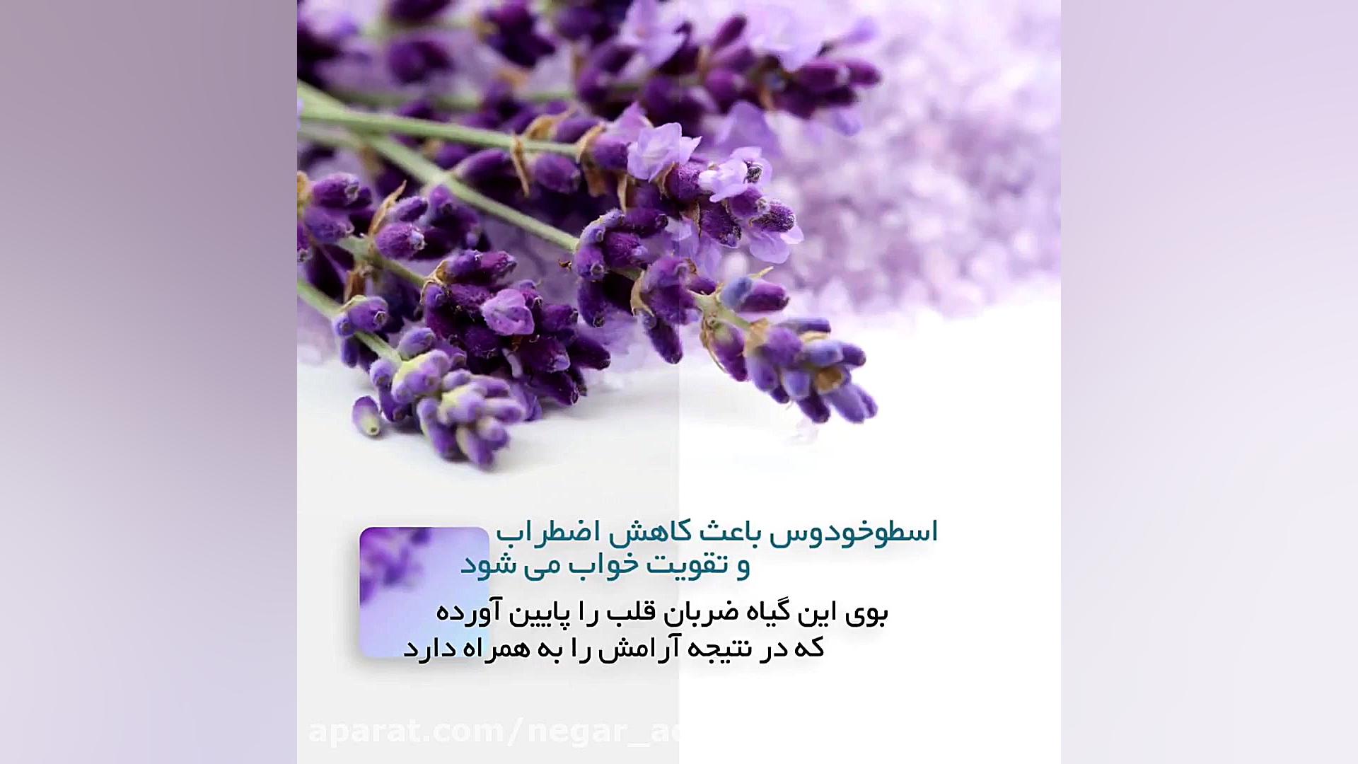 نمونه کار | گیف اختصاصی سایت طب سنتی طبایع لیپوماتیک