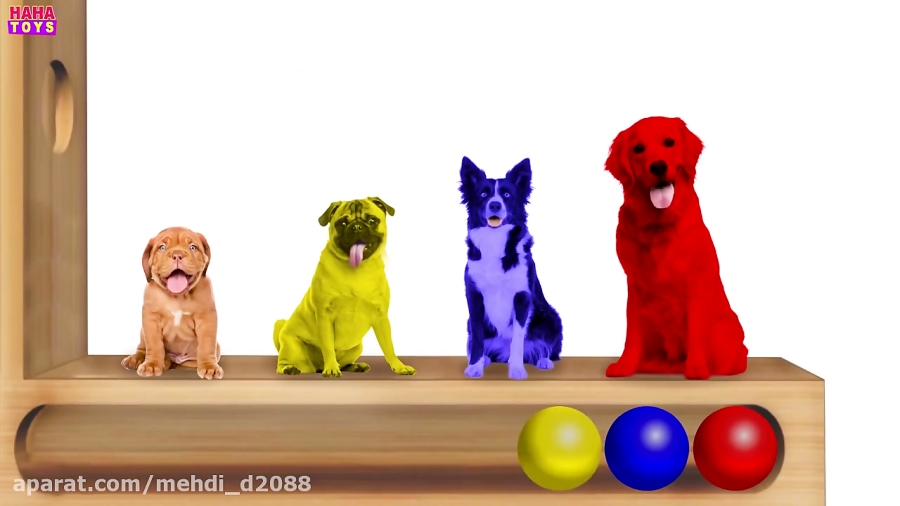 Learn Colors with Dog Xylophone Funny Animals Colors Videos for Kids