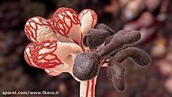 محافظت گاو از ورم پستان