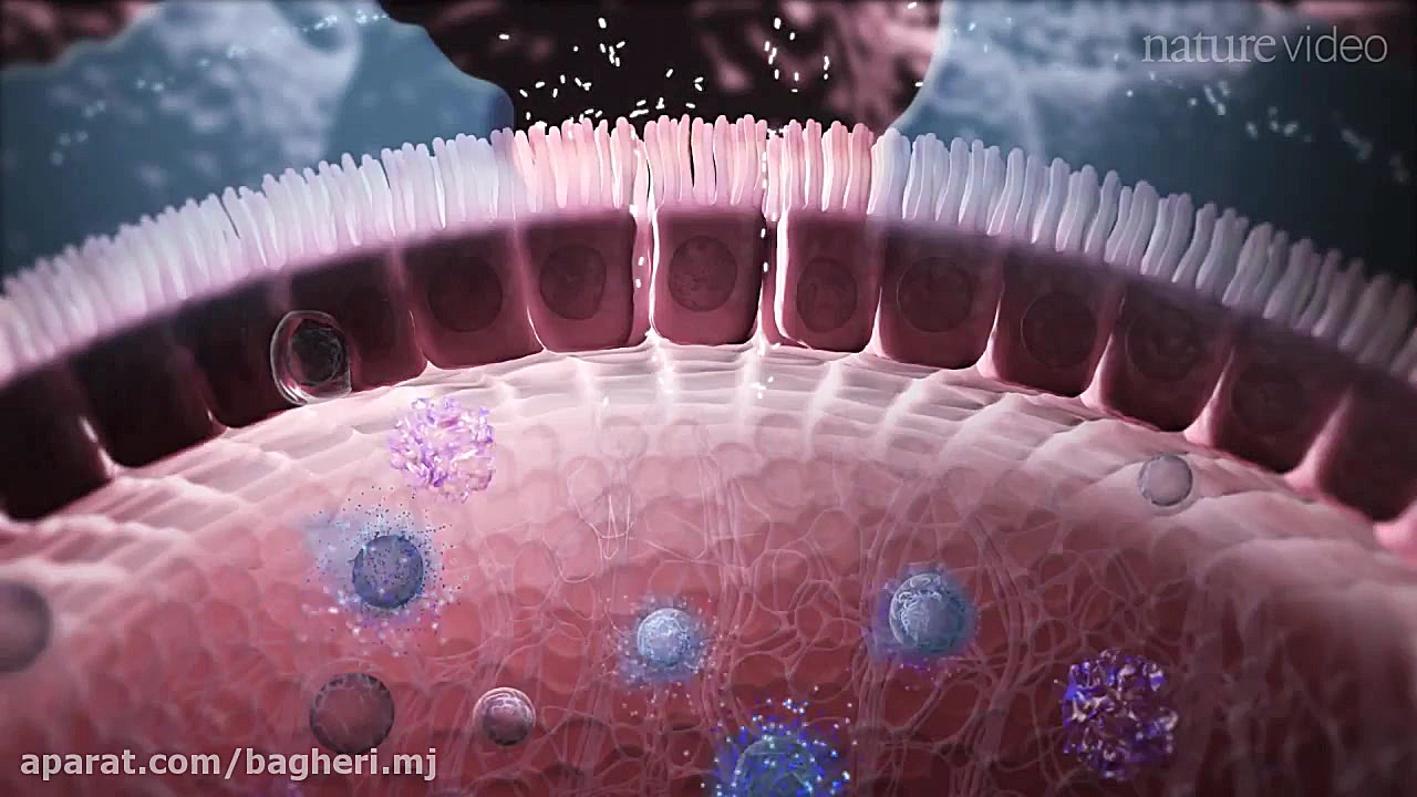 سیستم ایمنی در لایه مخاطی دستگاه گوارش- زیست یازدهم پلاسماجت