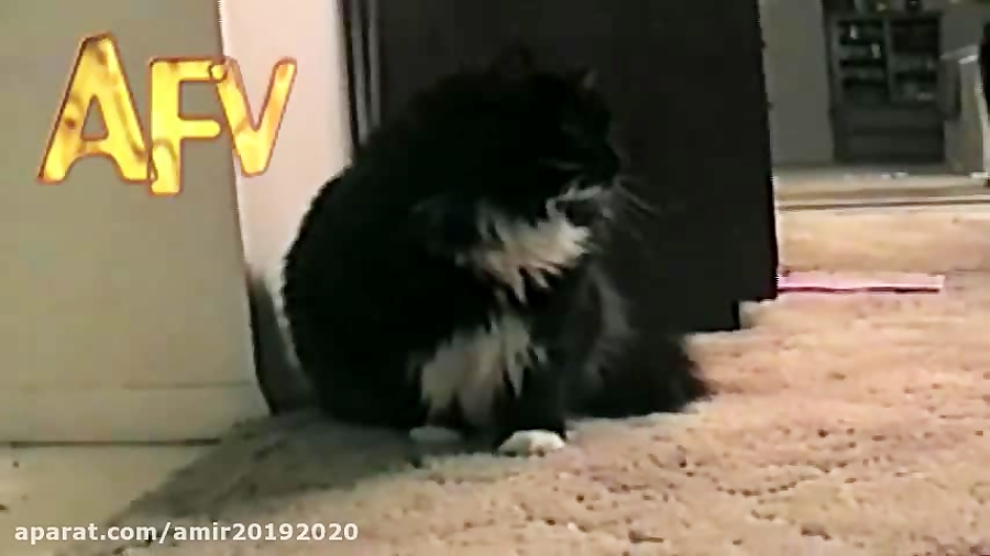 Oh Long Johnson... talking cat America's Funniest Home Videos Cat