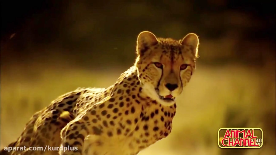 the story of how bruce caught the cheetah Kenyans chase down and catch goat-killing cheetahs 15 november 2013 we caught them and we brought them to the local share this story about sharing. the story of how bruce caught the cheetah Kenyans chase down and catch goat-killing cheetahs 15 november 2013 we caught them and we brought them to the local share this story about sharing.