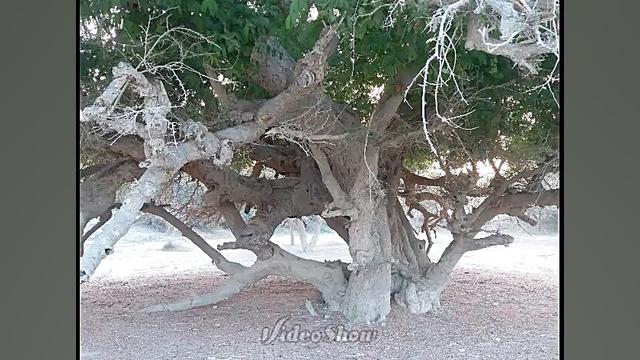 تمر هندی , انواع نخیل, انواع کنار و انواع درختان بلیچینگ دندان