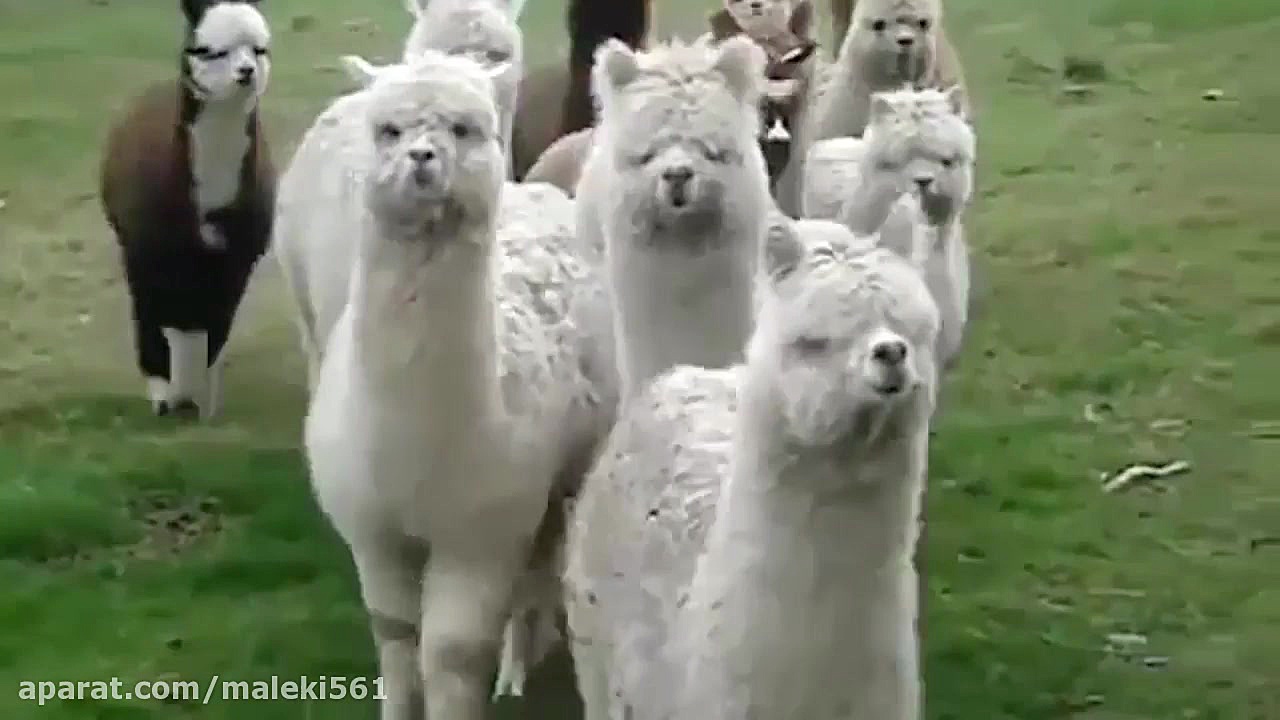 Compilation of FUNNY Animal Attack Videos فیلم خفن