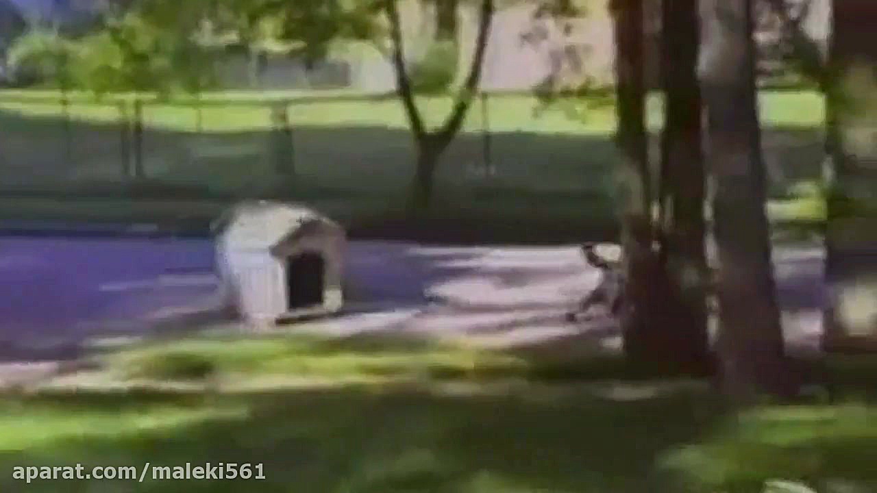 Funny Dogs - World's Funniest Dog Video Ever! زمان95ثانیه