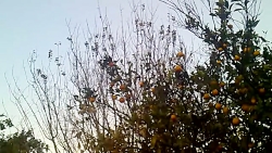 آواز سینه سرخ کردکوی