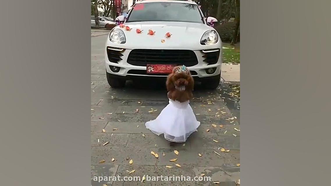 برترین ها - کلینیک دامپزشکی ویولت زیبایی پوست