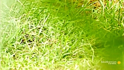 نبرد خونین مرگ بین سمور و مار