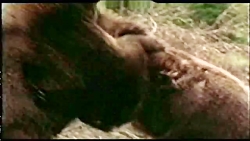 نبرد وحشیانه دو خرس