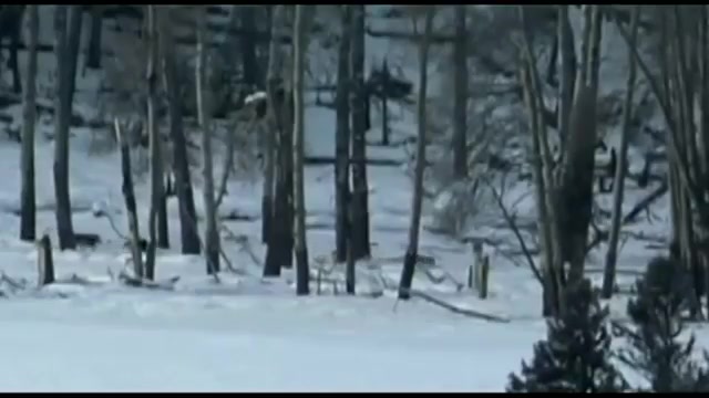 شكوه و زیبایی گرگ قطبی اتوپلاستی