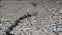 وقتی یک مار غول پیکر ده متری م...