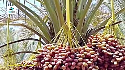 بلوچی فیلم (اورو جمبرو سیاگوات...