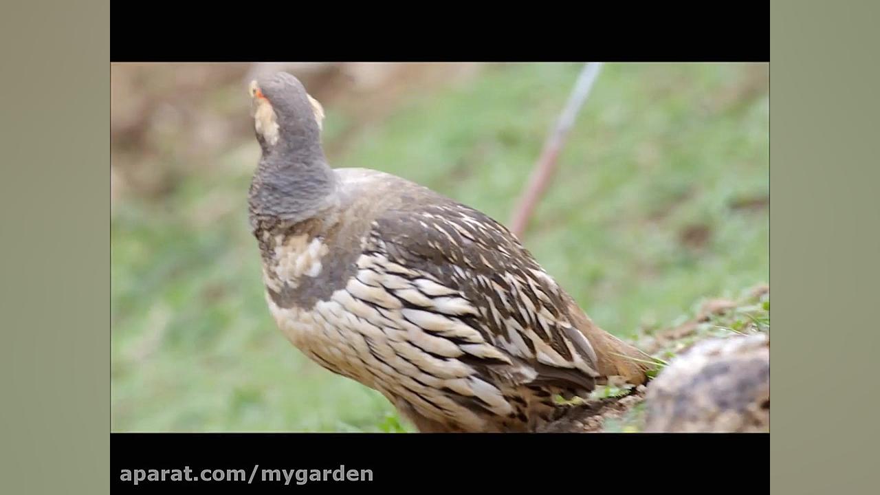 کبک تبتی Tibetan Snowcock زمان98ثانیه