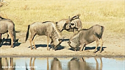 ۱۰ سریعترین حیوان دنیا