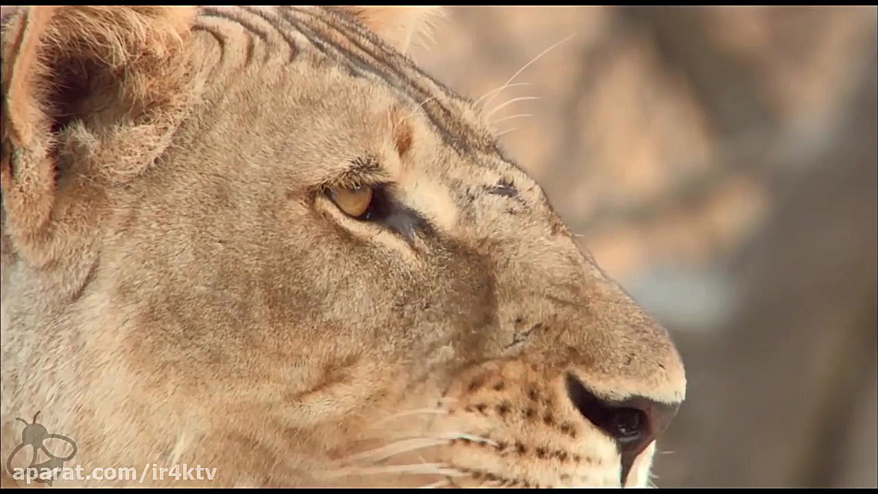 تریلر مستند Earth - One Amazing Day 2017 با کیفیت 4k زمان115ثانیه