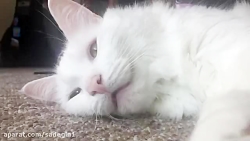 why do cats hate water