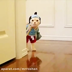 عروسک گربه ای یا گربه عروسکی؟؟...