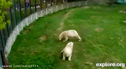 دفاع بچه خرس قطبی از مادرش