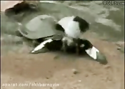 شکار کبوتر توسط لاکپشت