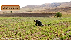 دوره آموزشی کاشت عدس