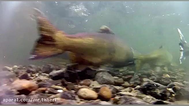 در خلاف جهت آب شنا نکن دکتر محمدرضا طاهری