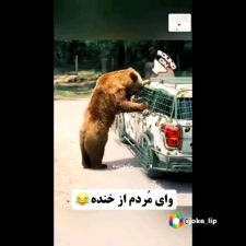 گوز