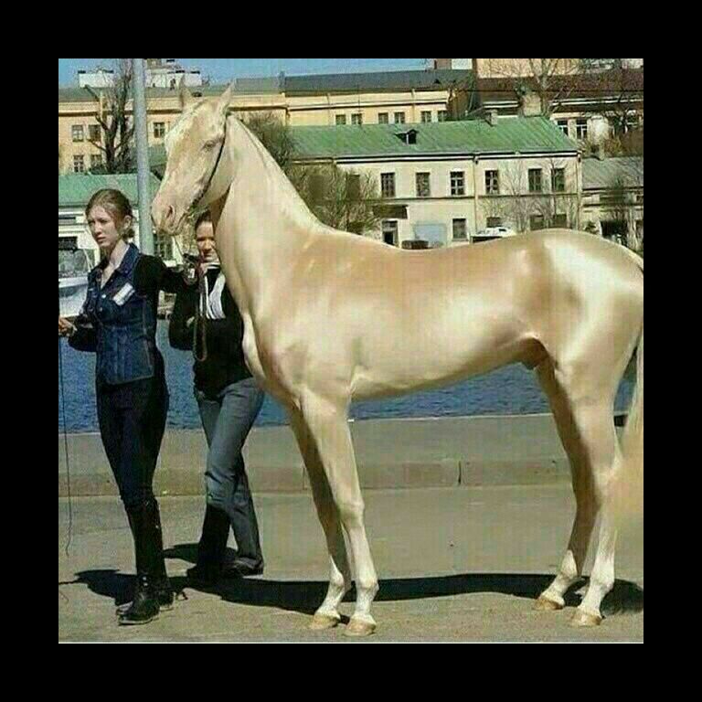 قیمت گرانترین اسب دنیا
