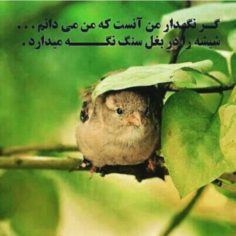 دوستای عزیزم ب دلیل حجم بالای کارم مجبورم برای همیشه از پیشتون برم حلالم کنید تنتون سلامت ایام ب کام . خدا نگهدار دوستای عزیزم ب دلیل حجم بالای کارم مجبورم برای همیشه از پیشتون برم حلالم کنید تنتون سلامت ایام ب کام . خدا نگهدار