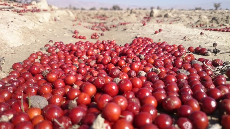 به مقدار فراوان! میخوری؟! :-) به مقدار فراوان! میخوری؟! :-)