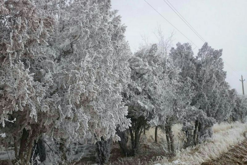 برف یخ زده روی برگ درختان سرو، استان چهارمحال و بختیاری،  شهرکرد 