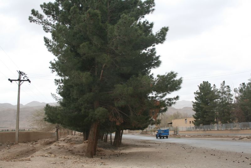 بهار در گلدشت بهار در گلدشت
