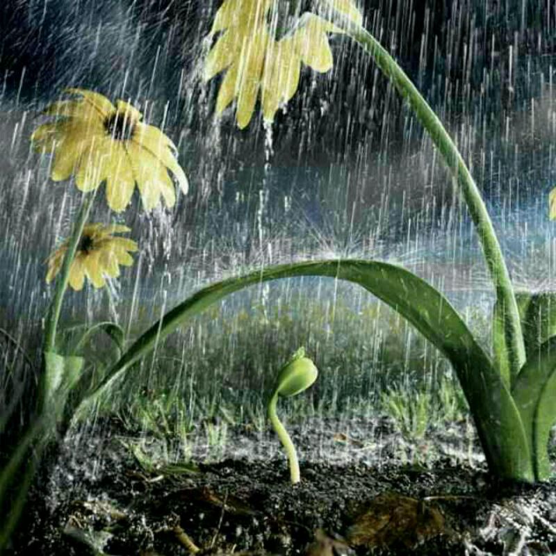 در مهربانی همچون باران باش که در ترنمش علف هرز و گل سرخ یکیست... 