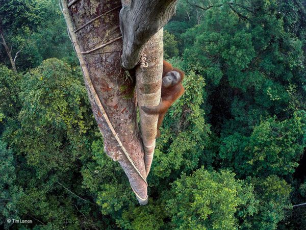 عکس های برتر حیات وحش ۲۰۱۶ .. تیم لامان (Tim Laman)، عکاس آمریکایی برای عکس خود با عنوان، «جان های در هم تنیده»، که یک اورانگوتان بورنئویی در حال انقراض را بر فراز جنگلی در اندونزی به تصویر کشیده است، نام عکاس حیات وحش سال ۲۰۱۶ را از آن خود کرد. عکس لامان، از میان تقریبا ۵۰ هزار عکس از عکاسان بیش از ۹۵ کشور دنیا برای این عنوان برگزیده شد. 