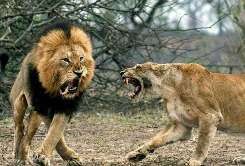 وقتی سلطان جنگل هم جلوی زنش کم میاره
عکس سیمون هوملس، عکاس حیات وحش از صحنه درگیری شیر نر و جفتش/ به دندان نیش شکسته شده شیر نر دقت کتید...واقعا معرکه هست
