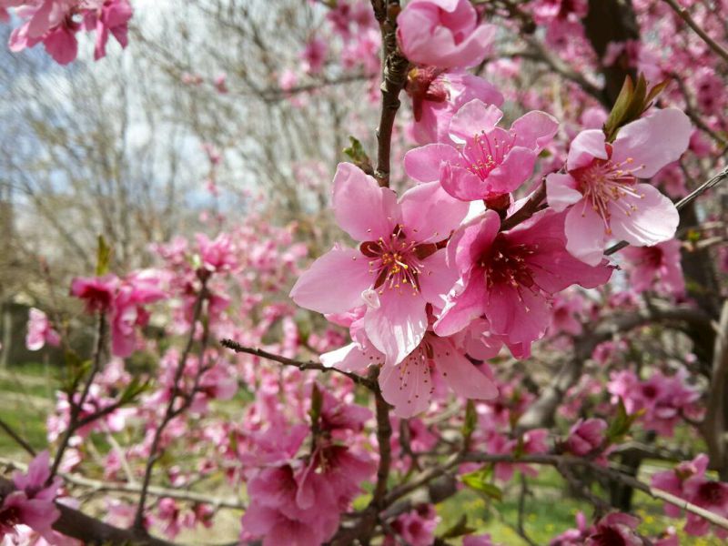 #hamrah1_شکوفه درخت شلیل -بهار 96 -شهرستان هرسین