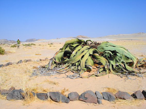 زشترین گیاه دنیا واقع در #نامبیا
#مسافرنامه
