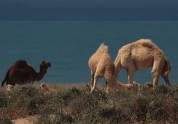 فیلم مستند سیاهان جنوب ایران   www.filimo.com/m/1u7qU