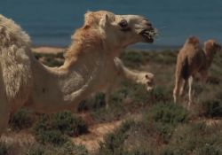فیلم مستند سیاهان جنوب ایران   www.filimo.com/m/1u7qU