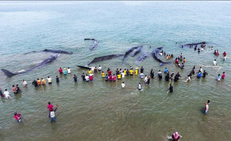 تصویری از خودکشی دسته جمعی نهنگ ها در سواحل اندونزی
