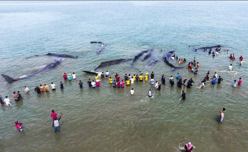 خودکشی دسته جمعی نهنگ ها در سواحل اندونزی