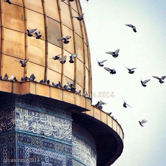 پرواز در مسجد الاقصی